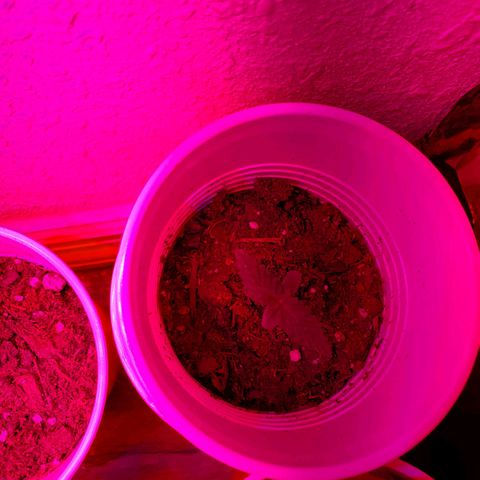 Unknown strain growlog photo: Day 6..