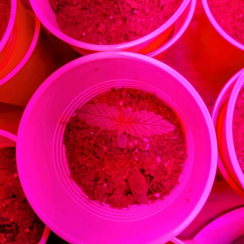Unknown strain growlog photo: Day 6..