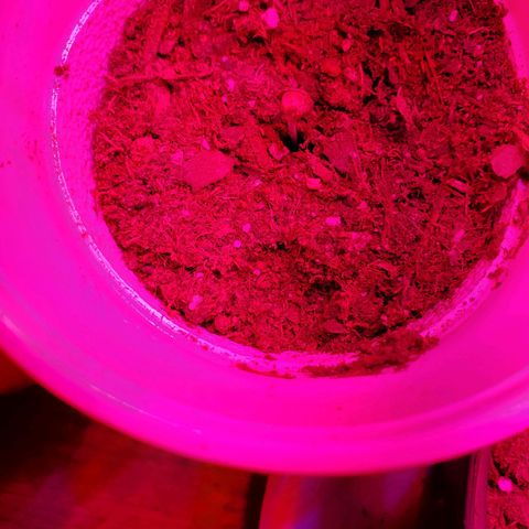 Unknown strain growlog photo: Day 6..
