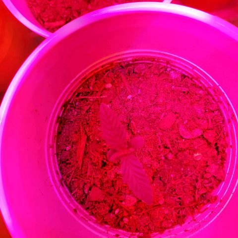 Unknown strain growlog photo: Day 6..