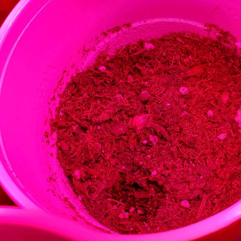Unknown strain growlog photo: Day 6..