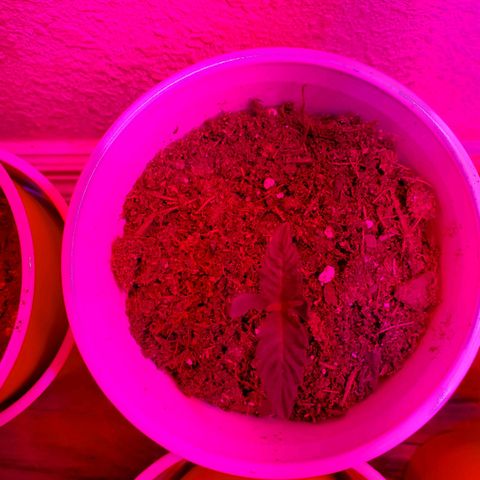 Unknown strain growlog photo: Day 6..