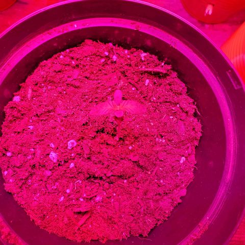 Unknown strain growlog photo: Day 6..