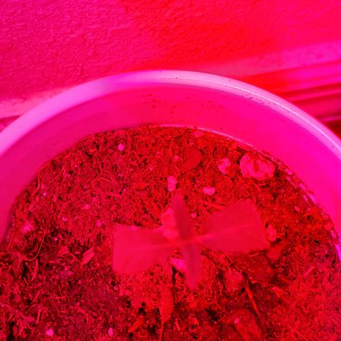 Unknown strain growlog photo: Day 7.  One week down and everyone is looking great. 