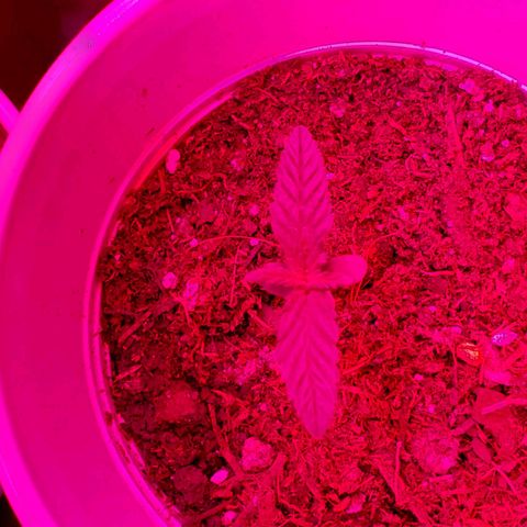 Unknown strain growlog photo: Day 7.  One week down and everyone is looking great. 