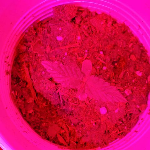Unknown strain growlog photo: Day 7.  One week down and everyone is looking great. 