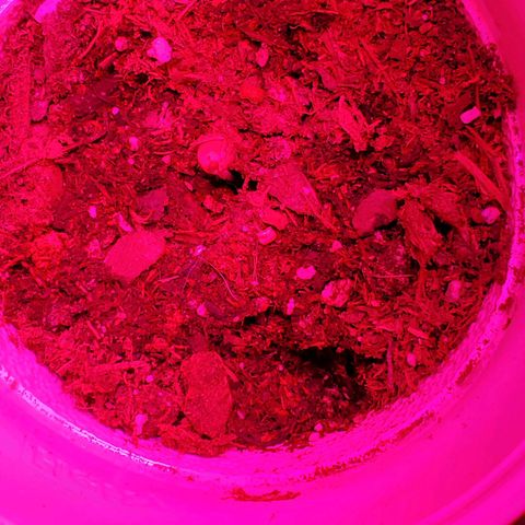 Unknown strain growlog photo: Day 7.  One week down and everyone is looking great. 
