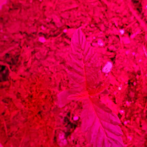 Unknown strain growlog photo: Day 7.  One week down and everyone is looking great. 
