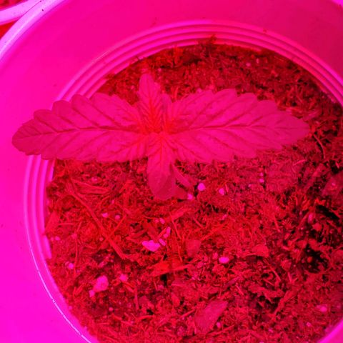 Unknown strain growlog photo: Day 7.  One week down and everyone is looking great. 