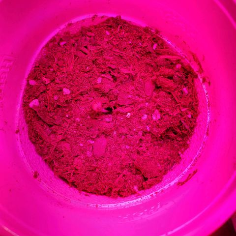 Unknown strain growlog photo: New batch are doing great!  Day 8..
