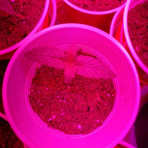 Unknown strain growlog photo: New batch are doing great!  Day 8..
