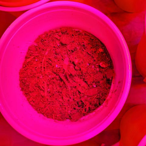 Unknown strain growlog photo: New batch are doing great!  Day 8..