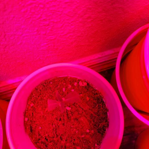 Unknown strain growlog photo: New batch are doing great!  Day 8..