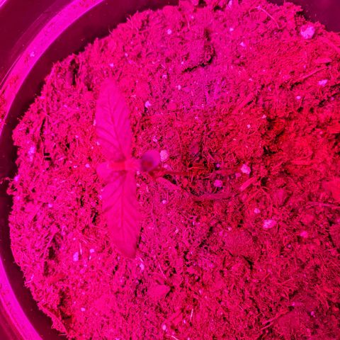 Unknown strain growlog photo: New batch are doing great!  Day 8..