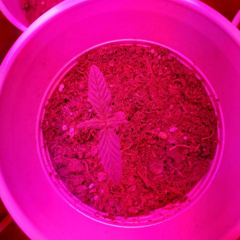 Unknown strain growlog photo: New batch are doing great!  Day 8..