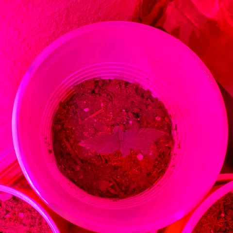 Unknown strain growlog photo: New batch are doing great!  Day 8..