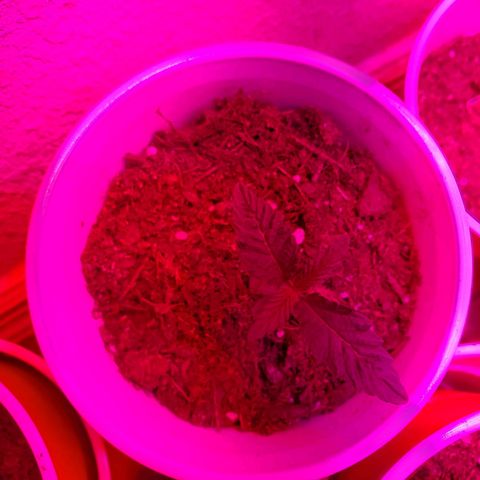 Unknown strain growlog photo: New batch are doing great!  Day 8..