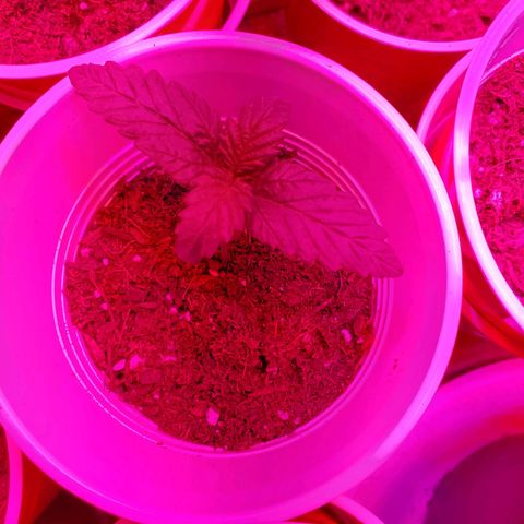 Unknown strain growlog photo: Day 9.. Seedlings look good.  Watered a few today.  Soil was separating from cup in one.  Her leaves look like they're pining down.  Gave water, hope to see her lift up her spirits