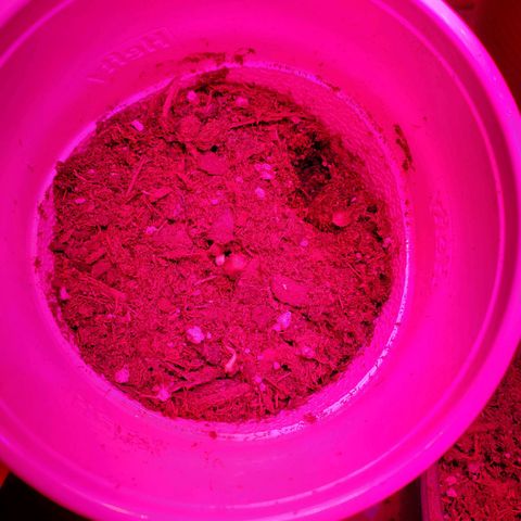 Unknown strain growlog photo: Day 9.. Seedlings look good.  Watered a few today.  Soil was separating from cup in one.  Her leaves look like they're pining down.  Gave water, hope to see her lift up her spirits