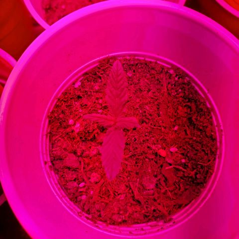 Unknown strain growlog photo: Day 9.. Seedlings look good.  Watered a few today.  Soil was separating from cup in one.  Her leaves look like they're pining down.  Gave water, hope to see her lift up her spirits