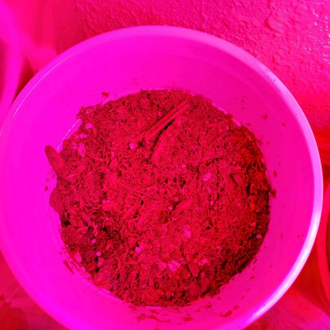 Unknown strain growlog photo: Day 9.. Seedlings look good.  Watered a few today.  Soil was separating from cup in one.  Her leaves look like they're pining down.  Gave water, hope to see her lift up her spirits
