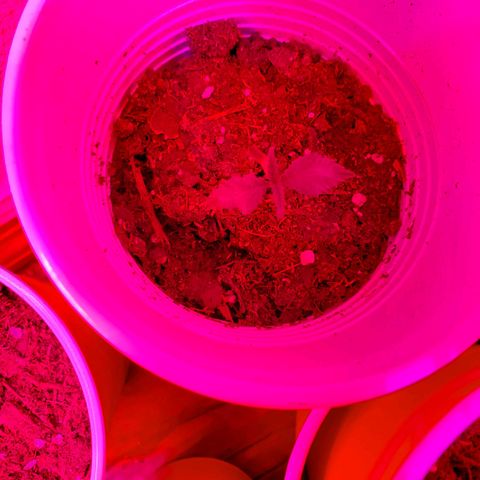 Unknown strain growlog photo: Day 9.. Seedlings look good.  Watered a few today.  Soil was separating from cup in one.  Her leaves look like they're pining down.  Gave water, hope to see her lift up her spirits