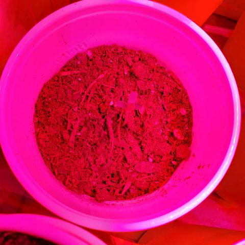 Unknown strain growlog photo: Day 9.. Seedlings look good.  Watered a few today.  Soil was separating from cup in one.  Her leaves look like they're pining down.  Gave water, hope to see her lift up her spirits