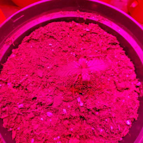 Unknown strain growlog photo: Day 9.. Seedlings look good.  Watered a few today.  Soil was separating from cup in one.  Her leaves look like they're pining down.  Gave water, hope to see her lift up her spirits