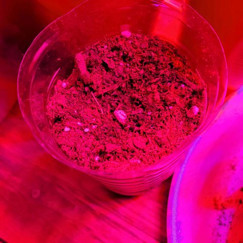 Unknown strain growlog photo: Day 9.. Seedlings look good.  Watered a few today.  Soil was separating from cup in one.  Her leaves look like they're pining down.  Gave water, hope to see her lift up her spirits