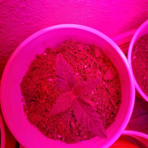 Unknown strain growlog photo: Day 9.. Seedlings look good.  Watered a few today.  Soil was separating from cup in one.  Her leaves look like they're pining down.  Gave water, hope to see her lift up her spirits