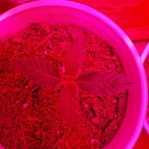 Unknown strain growlog timeline photo