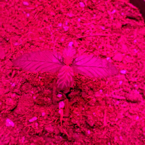 Unknown strain growlog timeline photo