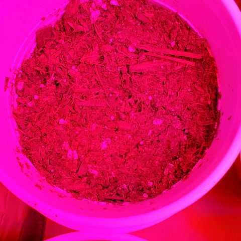 Unknown strain growlog timeline photo