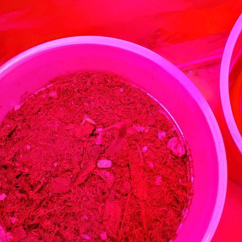 Unknown strain growlog timeline photo