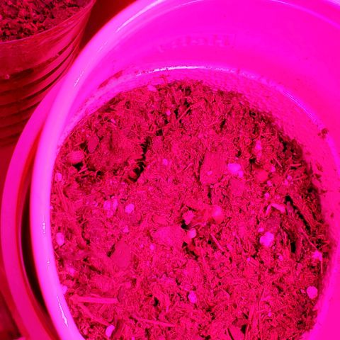 Unknown strain growlog timeline photo