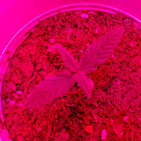 Unknown strain growlog timeline photo