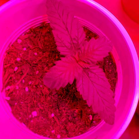 Unknown strain growlog timeline photo