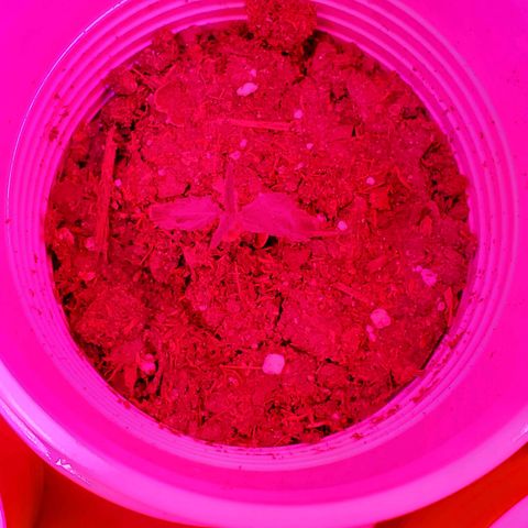Unknown strain growlog timeline photo