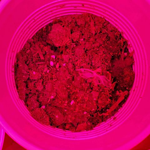 Unknown strain growlog photo: One feels over watered, cup is heavy.  But,  leaves feel dry.  Stikk trying to learn over vs under watering.  Otherwise,  everyone else is looking good
