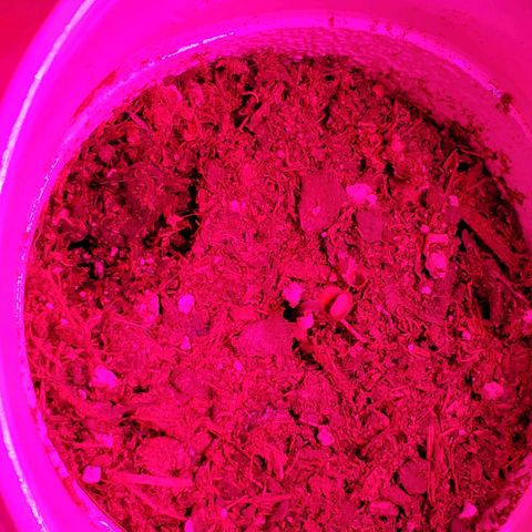 Unknown strain growlog photo: One feels over watered, cup is heavy.  But,  leaves feel dry.  Stikk trying to learn over vs under watering.  Otherwise,  everyone else is looking good