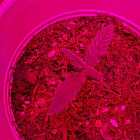 Unknown strain growlog photo: One feels over watered, cup is heavy.  But,  leaves feel dry.  Stikk trying to learn over vs under watering.  Otherwise,  everyone else is looking good