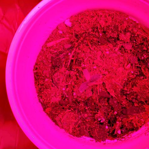 Unknown strain growlog photo: One feels over watered, cup is heavy.  But,  leaves feel dry.  Stikk trying to learn over vs under watering.  Otherwise,  everyone else is looking good