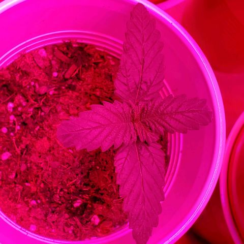 Unknown strain growlog photo: One feels over watered, cup is heavy.  But,  leaves feel dry.  Stikk trying to learn over vs under watering.  Otherwise,  everyone else is looking good