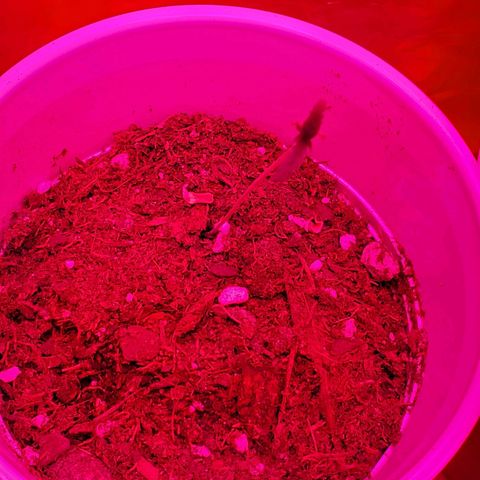 Unknown strain growlog photo: One feels over watered, cup is heavy.  But,  leaves feel dry.  Stikk trying to learn over vs under watering.  Otherwise,  everyone else is looking good