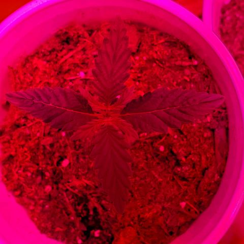 Unknown strain growlog photo: One feels over watered, cup is heavy.  But,  leaves feel dry.  Stikk trying to learn over vs under watering.  Otherwise,  everyone else is looking good