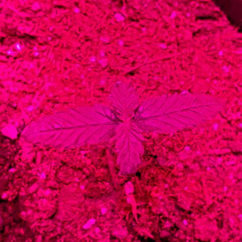 Unknown strain growlog photo: One feels over watered, cup is heavy.  But,  leaves feel dry.  Stikk trying to learn over vs under watering.  Otherwise,  everyone else is looking good