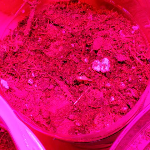 Unknown strain growlog photo: 10/27...Planted...sprouting on 10/29