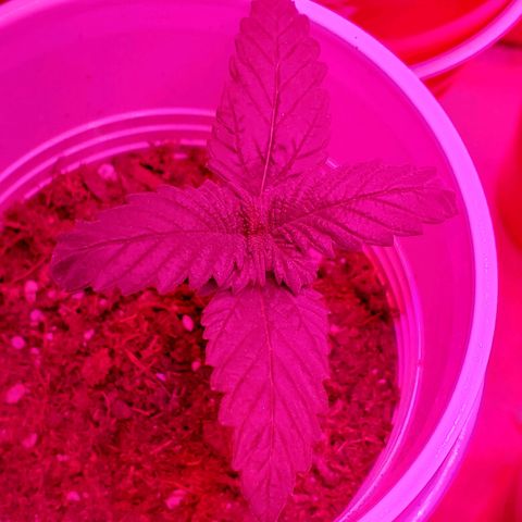 Unknown strain growlog photo: Day 12