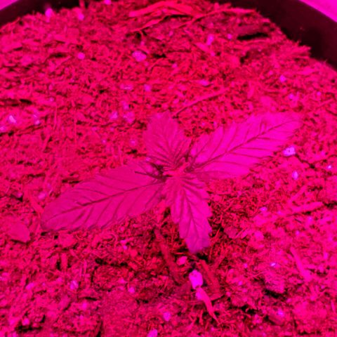 Unknown strain growlog photo: Day 12