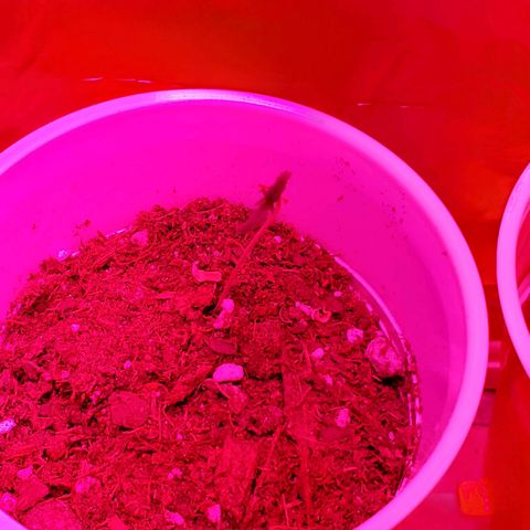 Unknown strain growlog photo: Day 12